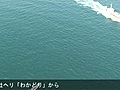 東京湾にイルカの大群