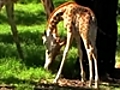 Dubbo’s giraffe nursery
