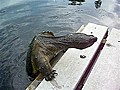 Old Snapping Turtle Goes For The Bread