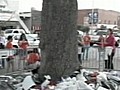 Thousands mourn trees at Auburn