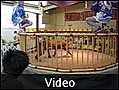 11 Dog fighting video - Kochi, Japan