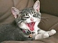 Very Funny Cats 15
