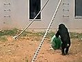 Chimpanzee Problem Solving by Cooperation !