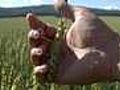 Reuters Insider Crop Report: Russian Wheat