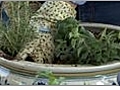 Herb Garden - Planting Your Herbs in Your Pot