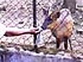 Indian zoos in sub-standard conditions