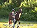 Liberty Training &amp; Natural Horsemanship in the Caribbean