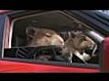 2010 Kia Soul Hamster Commercial   Marz Featuring Pack &amp; Mumiez Kia Hamsters Video