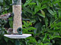 Help the RSPB make your garden’s nature count