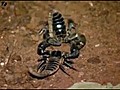 Man Lives With 4,600 Scorpions