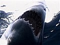 National Geographic Animals - Great White Shark