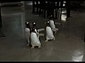 Trailer: &#039;Mr. Popper’s Penguins&#039;