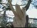 Video Shows Ferocity Of Bronx Twister