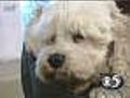 Humane association takes in puppy mill dogs