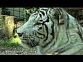 Zoo de Beauval,  les plus beaux animaux sur webtvtourisme