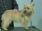 How to Hand strip the Back - Cairn Terrier