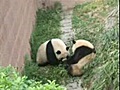 Panda fight