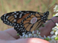 News: Monarch Butterflies Tagged for Trip South (9/25)