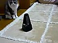 Cat vs Metronom