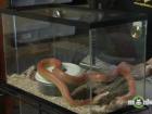 Handling a Corn Snake