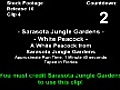 Stock Footage - Sarasota Jungle Gardens - White Peacock (2007)