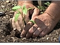 How to Transplant Seedlings to an Outdoor Vegetable Garden