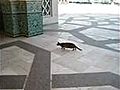 Un chat chasse pigeon
