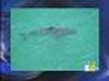 Sharks Hang Out Near Seafood Restaurant