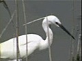 L’AIGRETTE GARZETTE