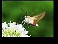 moro sphinx ou papillon colibri !!!