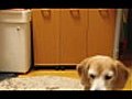 Beagle Plays Catch