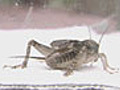 Tigerhead Cricket