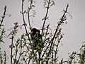 Redwing Blackbird Song (2007)