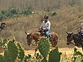 Wilderness Ridge Mule Ride