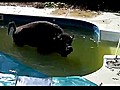 Buffalo In My Pool