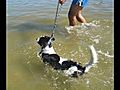 Snoopy Swimming