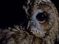 Tawny owl troubles