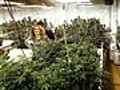 Growing Weed in Emerald Triangle