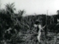 South Sea Islanders Cutting Cane, 1899: Nambour, Qld (1899) - Clip 1: South Sea Islanders cutting cane