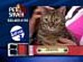 PetSaver: Jazmin is looking for a home