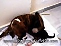 Boxer Dog Nursing a Kitten