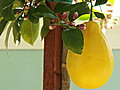 How to Pollinate Indoor Citrus