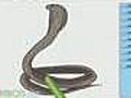 How to Draw a Cobra Snake
