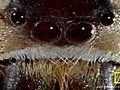 Bee Vs. Jumping Spider