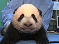 Panda Cub’s Tenth Exam