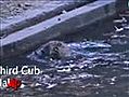 Raw Video: Lion Cubs Go Swimming