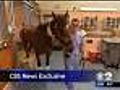 CBS 2 Exclusive: Barbaro Making Hay In Recovery