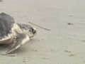 Endangered sea turtles get new lease on life
