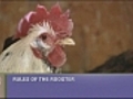 Rules for keeping rooster or chickens in your town