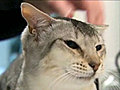 UC Davis Newswatch: Cat Genetics